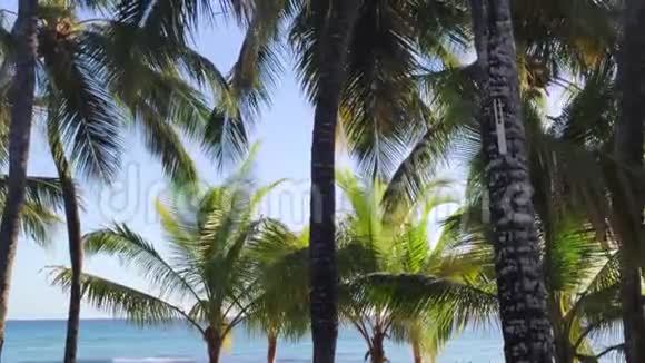 大海上的棕榈树视频的预览图