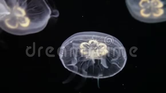水母水下背景视频的预览图