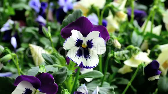 有许多三色紫罗兰的花视频的预览图