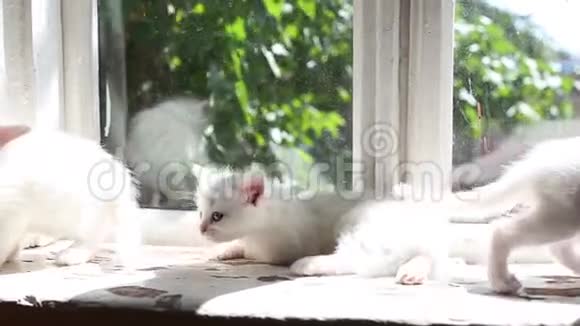 三只白毛绒小猫玩得很开心视频的预览图
