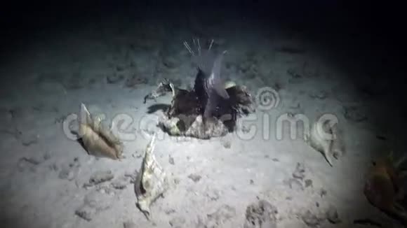赤海沙底贝壳附近的蝎子鱼视频的预览图