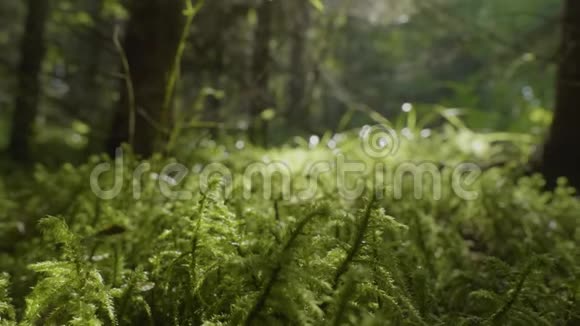 生机勃勃的绿草特写绿草宏接近草地上的露水视频的预览图