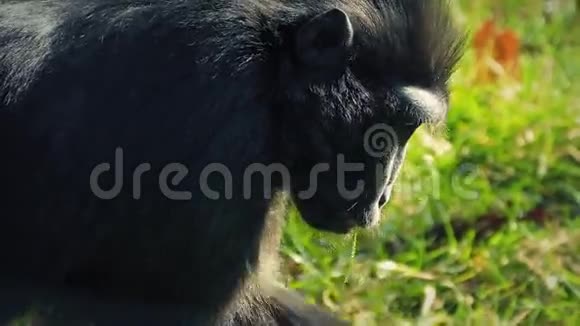 猴子在草丛中寻找食物视频的预览图