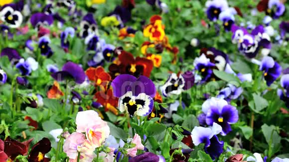 有许多三色紫罗兰的花视频的预览图