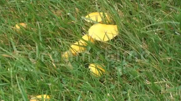 英国苏格兰草地上生长的黄色蘑菇视频的预览图
