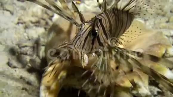 海贝附近的蝎子鱼以红海海底的沙底为背景视频的预览图