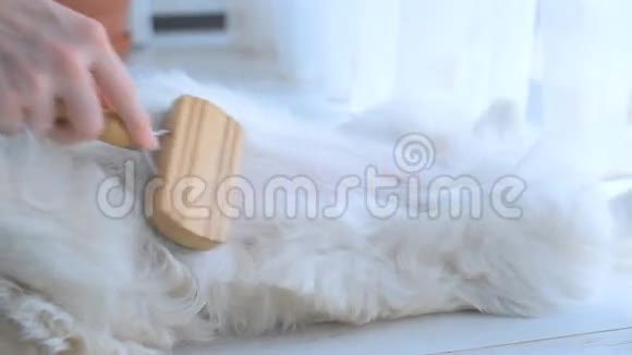 女孩用刷子抓狗视频的预览图