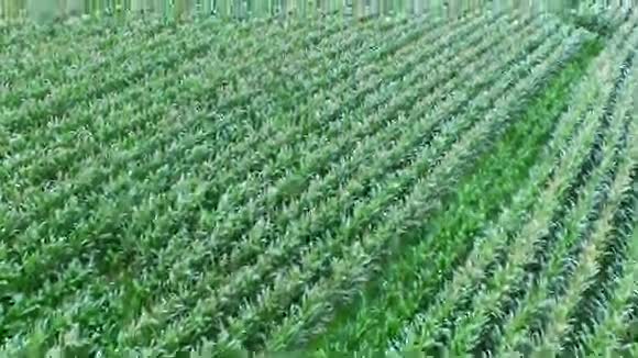 带植物的农田片段视频的预览图