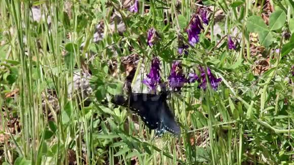 黑蝴蝶落在紫露萍花上视频的预览图