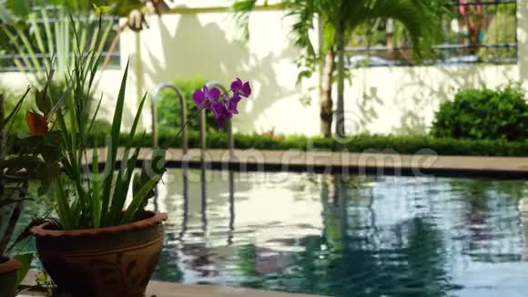 一个令人叹为观止的热带海滩度假胜地游泳池淹没在绿色植物中苏梅岛上有华丽的花朵视频的预览图