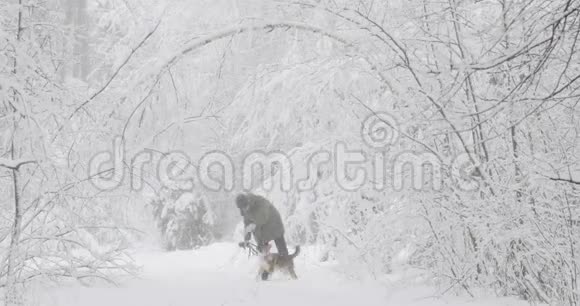 年轻漂亮的白种人女孩穿着夹克在雪地里的冬天森林里和混血狗小狗玩耍视频的预览图