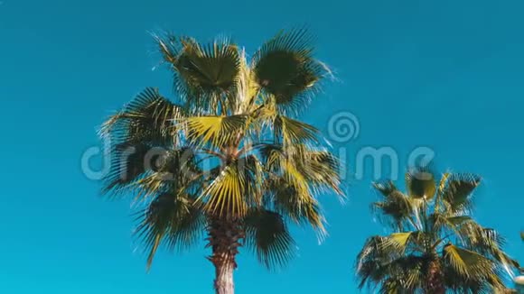 度假小镇蓝天上的棕榈树视频的预览图