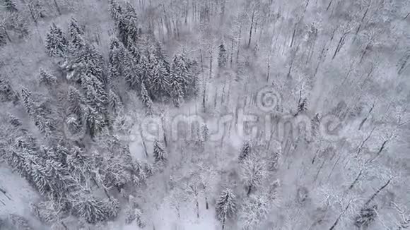 一段录音森林中的冬季景观视频的预览图