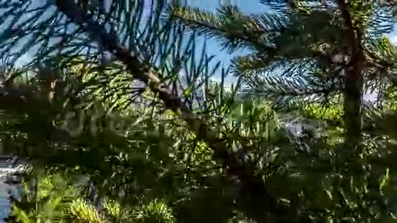 树雪山景春情4k视频的预览图