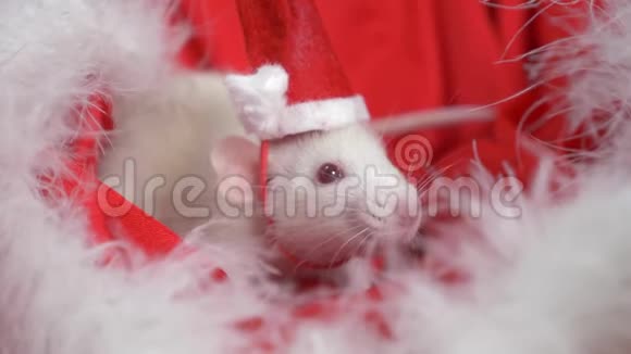 戴着小帽子的白鼠圣诞老人从红色背景的圣诞老人帽子里望了望圣诞卡2020年的象征视频的预览图