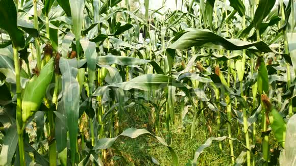 准备收割的玉米穗玉米地玉米农场农业理念农业产业理念视频的预览图