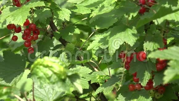 夏天的花园里有红色成熟浆果的醋栗灌木4K视频的预览图