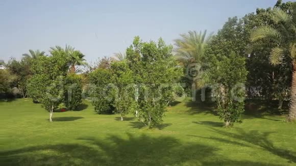 热带绿色草坪境内有棕榈树视频的预览图