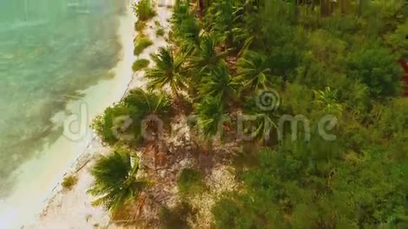 四观棕榈树和荒芜海滩视频的预览图