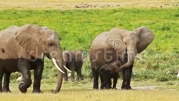 大象在安博塞利照顾她的孩子视频的预览图