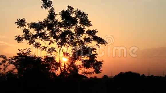 阳光照在树上视频的预览图
