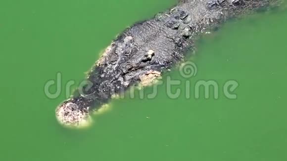 大鳄鱼在水里视频的预览图
