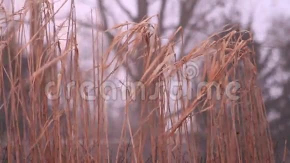 花园里的芦苇冬天背景视频的预览图