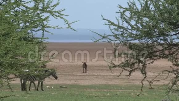 草原上放牧的斑马群视频的预览图