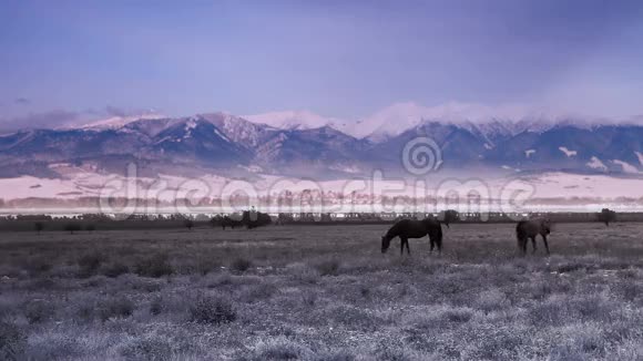 马排在山谷上用山景放牧草地视频的预览图