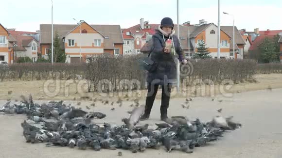 成年妇女喂养一群鸽子和麻雀视频的预览图