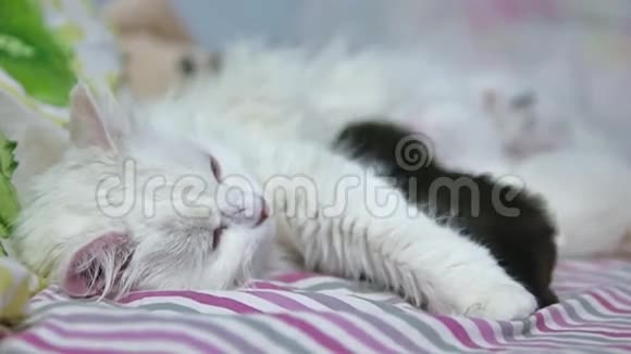 猫和猫妈妈躺着拥抱可爱的新生儿吸吮宠物的胸部视频的预览图