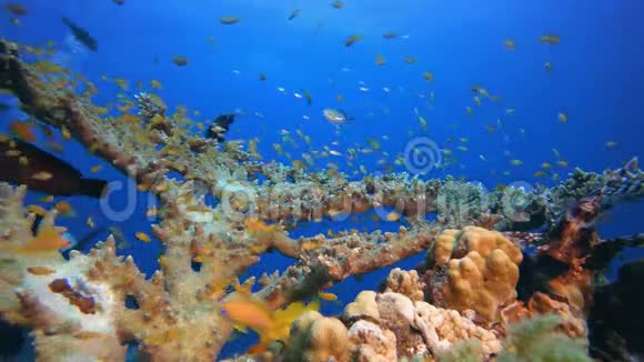 热带珊瑚礁海景狮子鱼视频的预览图