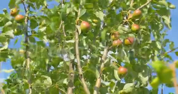 梨挂在树上夏天视频的预览图