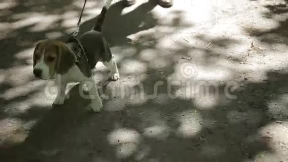 年轻人和他的狗在公园里散步视频的预览图
