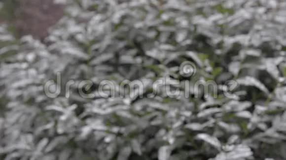 在城里下雪雪地里的绿色灌木丛视频的预览图