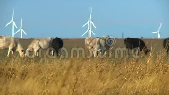 牲畜放牧牛群视频的预览图