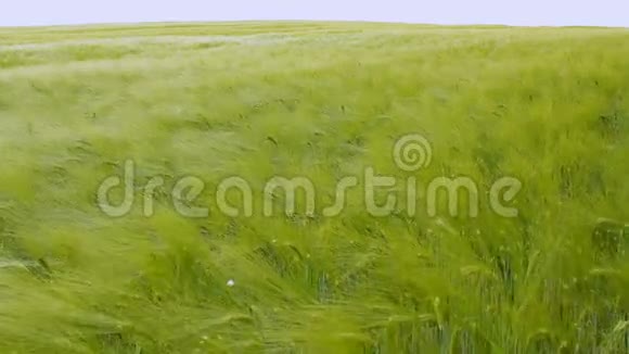 小麦在微风中摇曳视频的预览图