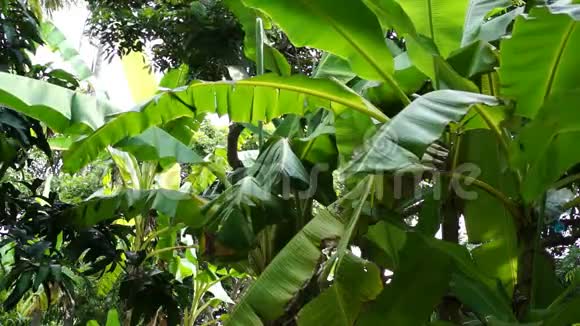 香蕉树的叶子迎风招展阳光明媚视频的预览图