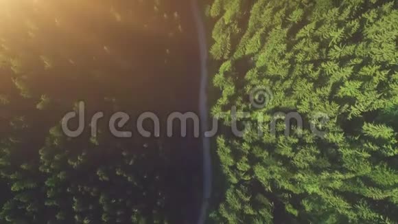 松林之上秋季林道视频的预览图