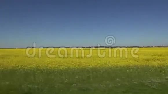 从车窗上绽放的油菜花田模糊的速度运动视频的预览图