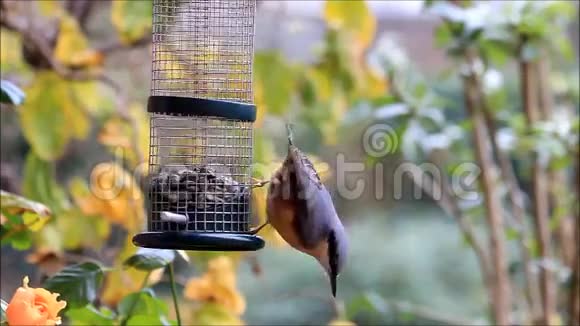 小鸟冬天吃葵花籽视频的预览图