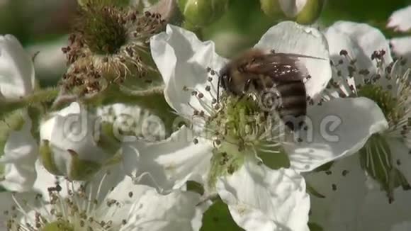黑莓Rubuscaesius开花蜜蜂采蜜视频的预览图