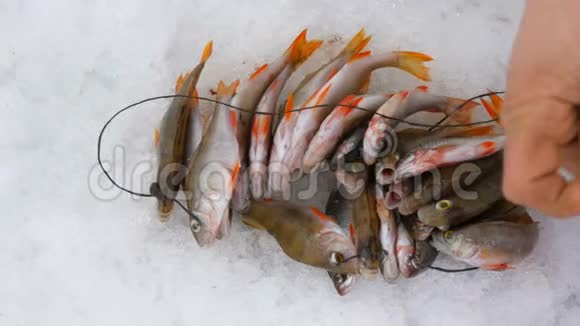 冬季捕鱼躺在雪地里的鱼视频的预览图