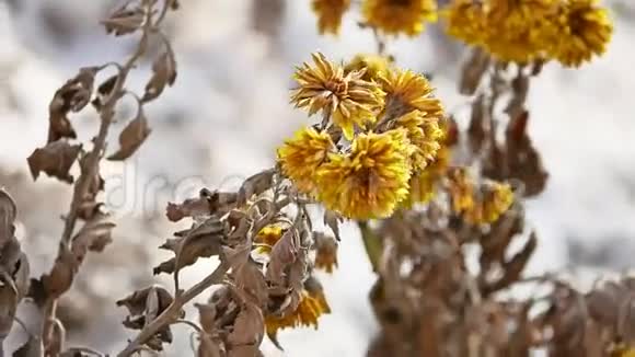 黄色的干花在风中摇曳冬天的自然视频的预览图