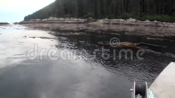 阿拉斯加背景海岸太平洋平静水域的海泥和藻类视频的预览图