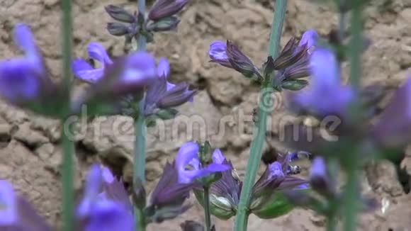 美丽的鼠尾草丹皮草在谷仓墙附近的花园里开花视频的预览图