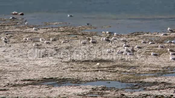 莫诺湖海鸥和鸟的时间流逝视频的预览图