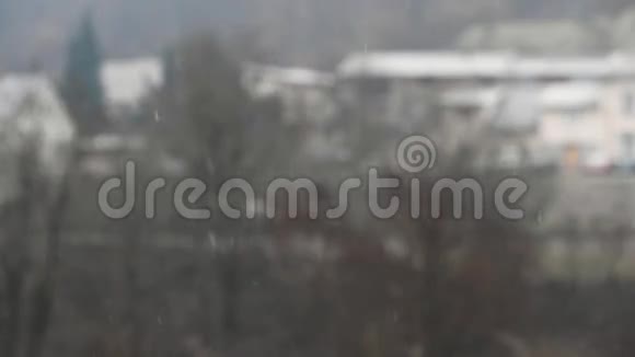 在城里下雪雪地里的绿色灌木丛视频的预览图