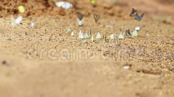一群蝴蝶用昆虫在沙子上吸食矿物质和营养视频的预览图