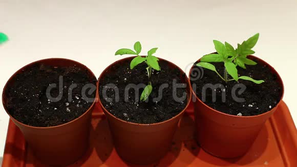 移植番茄幼苗幼苗视频的预览图